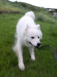 dote_i1809055.jpg
