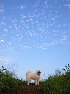 dote_i1809061.jpg