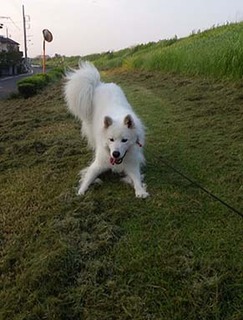 dote_i1809065.jpg