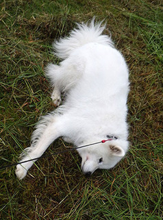 dote_i1809077.jpg
