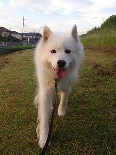 dote_i1809085.jpg