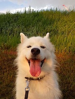 dote_i1809087.jpg