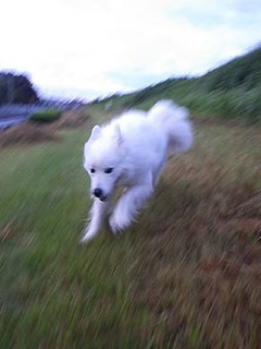 dote_i1809106.jpg