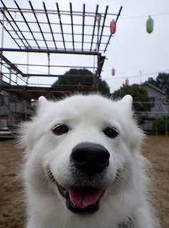 dote_i1809145.jpg