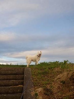 dote_i1810011.jpg
