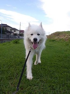 dote_i1810015.jpg
