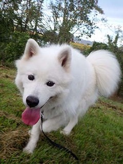 dote_i1810017.jpg