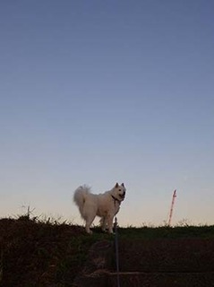 dote_i1810021.jpg