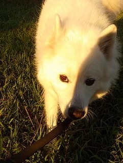 dote_i18100210.jpg