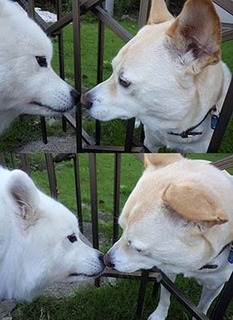 dote_i18100212.jpg