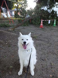 dote_i18100213.jpg