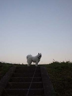 dote_i1810032.jpg