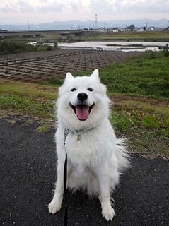 dote_i1810033.jpg