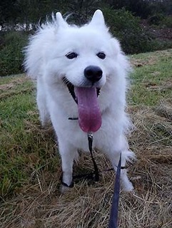dote_i1810036.jpg