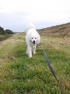 dote_i1810045.jpg