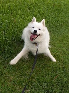 dote_i1810046.jpg