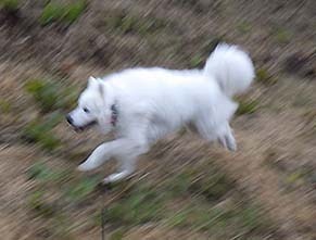 dote_i1810053.jpg