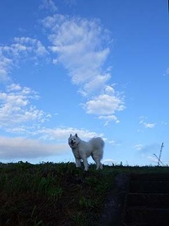 dote_i1810063.jpg