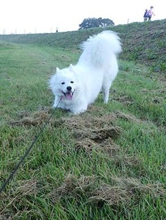 dote_i1810066.jpg