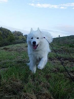 dote_i1810069.jpg