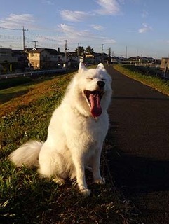 dote_i1810072.jpg