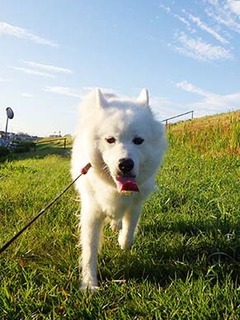 dote_i1810075.jpg