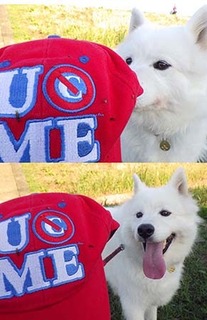 dote_i1810078.jpg