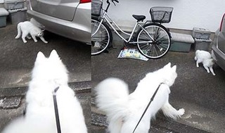 dote_i1810081.jpg