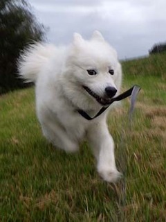 dote_i1810083.jpg