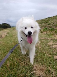 dote_i1810084.jpg