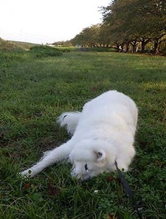 dote_i18100911.jpg