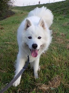 dote_i1810093.jpg