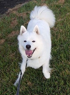 dote_i1810094.jpg