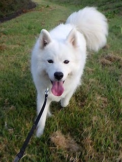 dote_i1810096.jpg