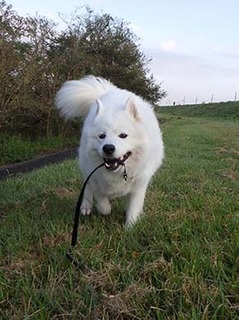dote_i1810098.jpg
