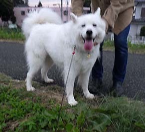 dote_i1810105.jpg