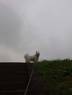 dote_i1810111.jpg