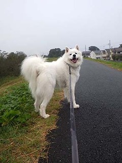 dote_i1810112.jpg
