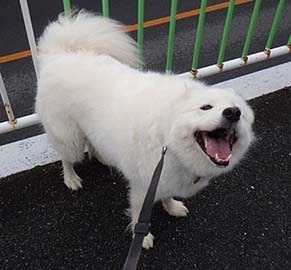 dote_i1810113.jpg