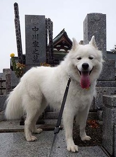 dote_i1810114.jpg