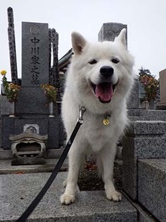 dote_i1810116.jpg