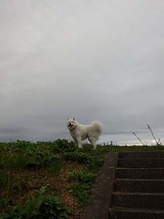 dote_i1810131.jpg
