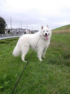 dote_i1810135.jpg