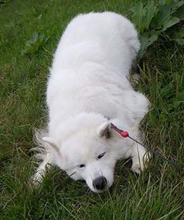 dote_i1810137.jpg