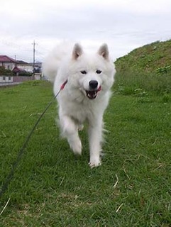 dote_i1810138.jpg