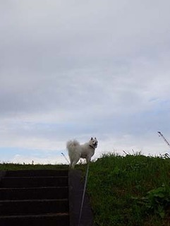 dote_i1810141.jpg