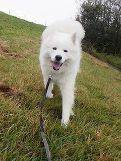 dote_i1810144.jpg