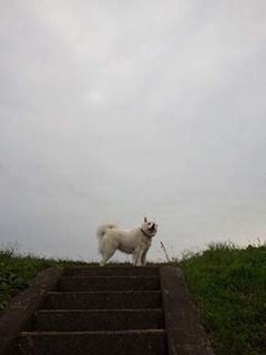 dote_i1810151.jpg