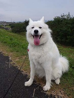 dote_i1810152.jpg