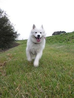dote_i1810153.jpg